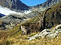 Steinbock (Lötschental)