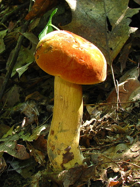 File:Boletus subluridellus 49713.jpg