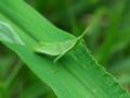 ショウリョウバッタ・幼虫 "Shoryo-Batta" (Acrida cinerea antennata), larva.