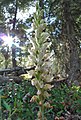 Goodyera oblongifolia