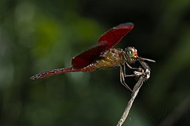 Neurothemis Ramburii