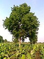 Provincial tree of Sindh