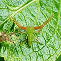 ワカバグモ (Oxytate striatipes)