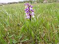 Anacamptis morio Germany - Langenalb