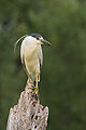 33 Black-crowned Night Heron 6929 uploaded by DoriBot, nominated by Dori