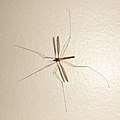 足の長さが際立つガガンボ Crane fly (Tipulidae)