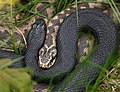 Striped and black adders (Vipera berus).