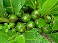 Immature fruits