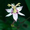 ヤマジノホトトギスの花 Flower of "Yamajino-Hototogisu" (Tricyrtis affinis).