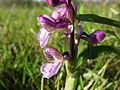 Anacamptis morio Germany - Büchelberg (Wörth)