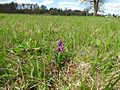 Anacamptis morio Germany - Ittersbach