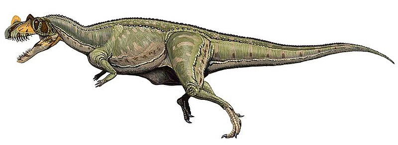 File:Ceratosaurus nasicornis DB 2.jpg