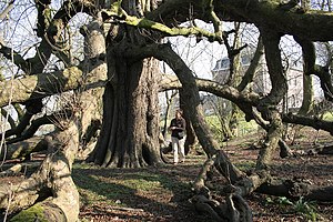 Aesculus hippocastanum