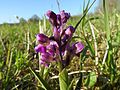 Anacamptis morio Germany - Büchelberg (Wörth)