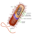 23 Prokaryote cell uploaded by Ali Zifan, nominated by Ali Zifan