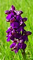 Anacamptis morio Germany - Ebringen