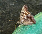 Adult, ventral view of wings.