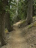 Thumbnail for File:Mount Baden-Powell Trail (4974856080).jpg