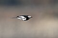 * Nomination Bird White wagtail in flight (by Prasan Shrestha) --Gpkp 16:29, 23 October 2024 (UTC) * Promotion  Support Good quality. --Lrkrol 13:38, 25 October 2024 (UTC)