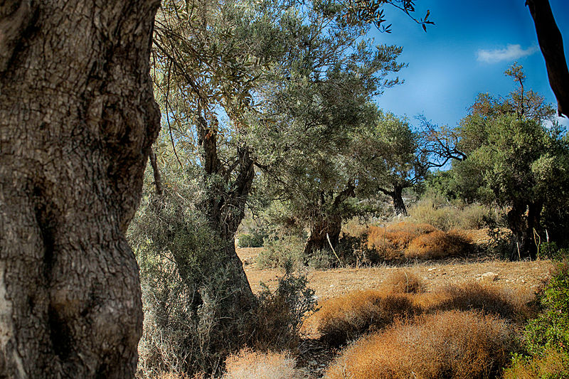 File:PikiWiki Israel 46698 olives.jpg