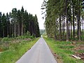 Burgwald bei den Franzosenwiesen