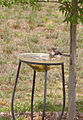 osmwiki:File:Bird bath backyard summer mockingbird.jpg