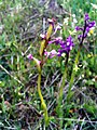 Anacamptis morio Spain - Dehesa Boyal de Puertollano