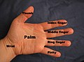 Parts of the hand, labelled