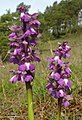 Anacamptis morio Germany - Tauberland