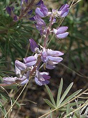 Lupinus argenteus (Silvery Lupin)