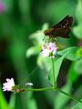 チャバネセセリ Pelopidas mathias oberthueri, , on flowers of Polygonum thunbergii.