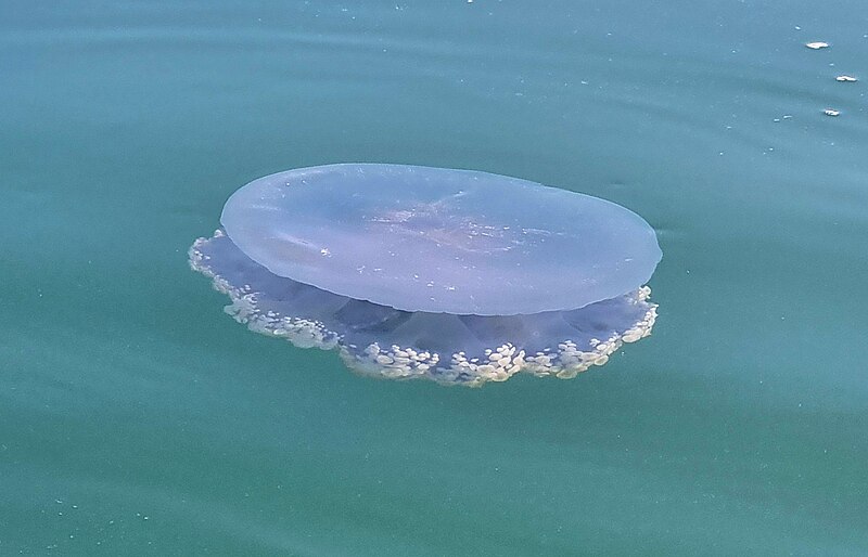 File:Jellyfish @ Eastern Mangroves.jpg