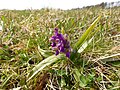 Anacamptis morio Germany - Ittersbach