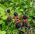 osmwiki:File:Blackberries on bush.jpg