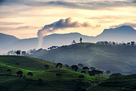 Kebun Teh Cukul