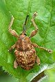 29 Curculio nucum 01 (MK) uploaded by Leviathan1983, nominated by The High Fin Sperm Whale