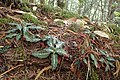 Goodyera oblongifolia