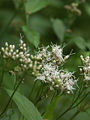 ヒヨドリバナ (Eupatorium chinense var. oppositifolium)