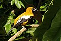 (Icterus leucopteryx, cat.)