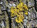 27 Xanthoria parietina 02 uploaded by Uoaei1, nominated by Uoaei1