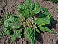 Flowering plant