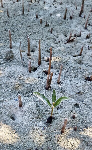 File:Mini Mangrove.jpg