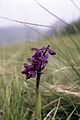 Anacamptis morio Germany - Kienberg (bei Freiburg)