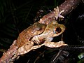 Boophis quasiboehmei