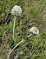 * Nomination Mountain clover (Trifolium montanum) --Robert Flogaus-Faust 14:40, 26 October 2024 (UTC) * Promotion  Support Good quality. --Poco a poco 16:48, 26 October 2024 (UTC)