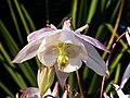 Aquilegia in my garden.