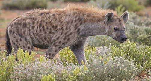 Spotted hyena Crocuta crocuta