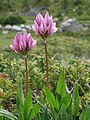 * Nomination Alpine clover (Trifolium alpinum) --Robert Flogaus-Faust 14:32, 27 October 2024 (UTC) * Promotion  Support Good quality. --ReneeWrites 19:24, 27 October 2024 (UTC)