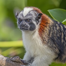 Geoffroy's tamarin Saguinus geoffroyi