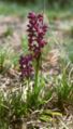 Anacamptis morio Austria - Ostrand des Waldviertels